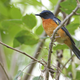 The Togian jungle-flycatcher, one of the newly described subspecies.